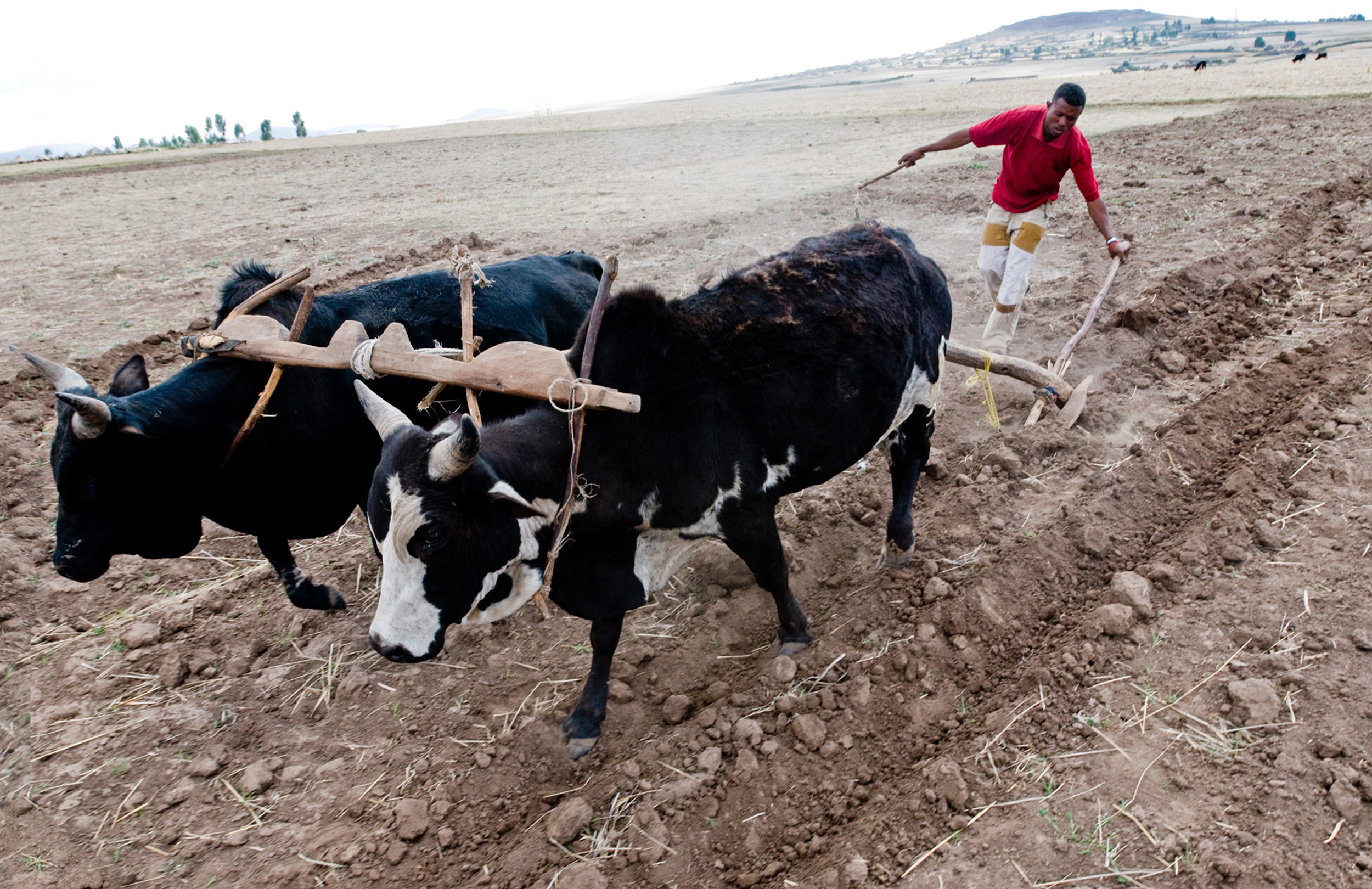 Plowing With Oxen In Bale Ethiopia